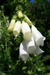 Foxglove Digitalis
