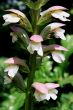 Acanthus