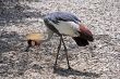 South African Crowned Crane