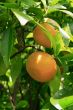 Citrus