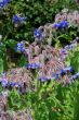 Borago officinalis