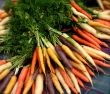 Colorful Organic Carrots