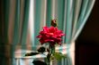 Red Rose in Front of Simple Curtain Backdrop
