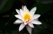 White water lily bloom on pond