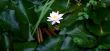 White Lotus Bloom