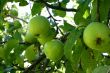 Green Apples in an Autumn Orchard