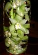 White Orchids Submerged in a Glass Vase