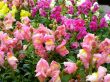 Colorful Spring Snapdragon