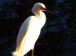 White Heron, Great Egret In Afternoon Light
