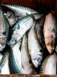 Fresh Fish
