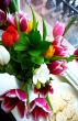 Bouquet of Colorful Tulips