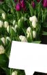 Fresh White and Purple Spring Tulips