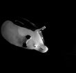 Sterling Silver Piggy Bank