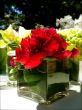 Single red peony in classic glass vase