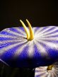 Abstract Glass Lily Sculpture