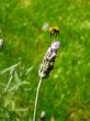 Springtime Bumble Bee