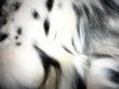 Black And White Fur Detail Of Pet Dog