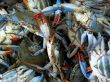 Fresh Crab