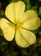 Primrose Closeup