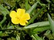 Yellow Wildflower