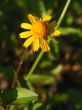 Yellow Wildflower