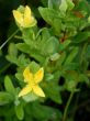 Yellow Wildflowers