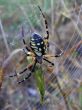 Orbweaver captures prey