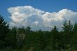 Clouds and pines