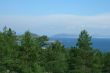 Clouds and pines