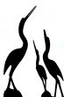 Black stork