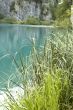 grass on water