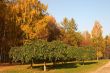 Autumn park