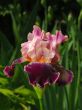 Iris №1