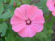 Pink floret