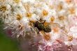 Fly on a flower