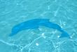  Dolphin in the blue water