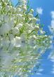 Lily of the valley in water
