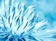 Blue Flower