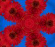 Red daisy flower