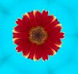 Red flower