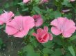  Dismissed pink flowers