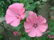 Two beautiful pink flowers