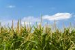 cornfield