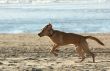dog running on the beach