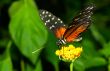  beautiful butterfly