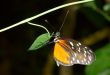  beautiful butterfly