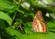  beautiful butterfly