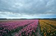 colorful tulips