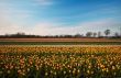 colorful tulips