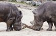 rhinos fighting